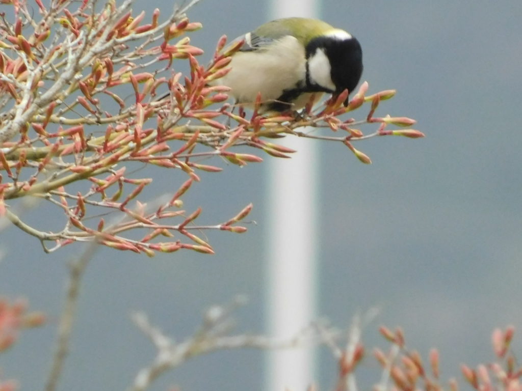 公園内で見られる鳥たち 2