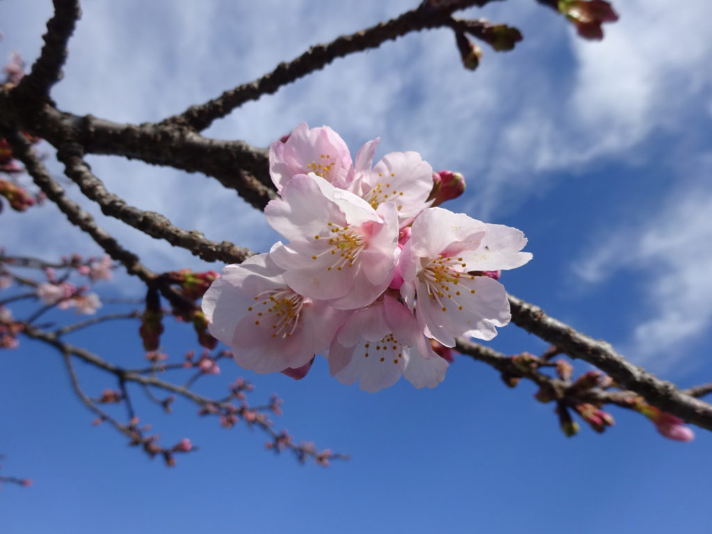 オオカンザクラ おでかけナビ 名古屋と愛知の公園であそぼう