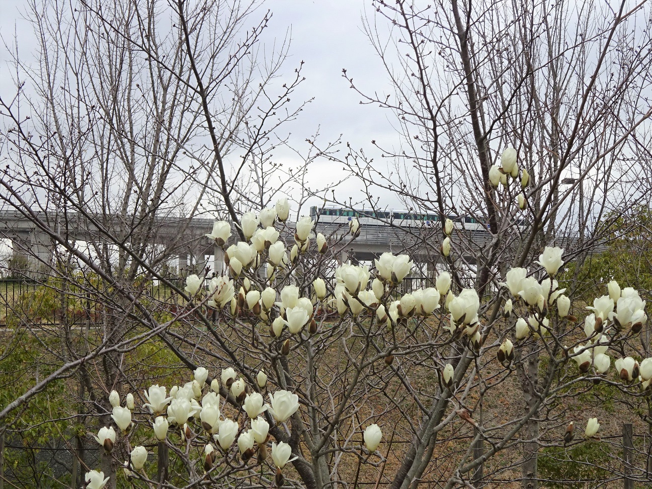 ハクモクレン おでかけナビ 名古屋と愛知の公園であそぼう