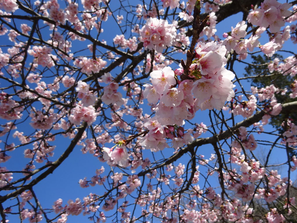 オオカンザクラ おでかけナビ 名古屋と愛知の公園であそぼう