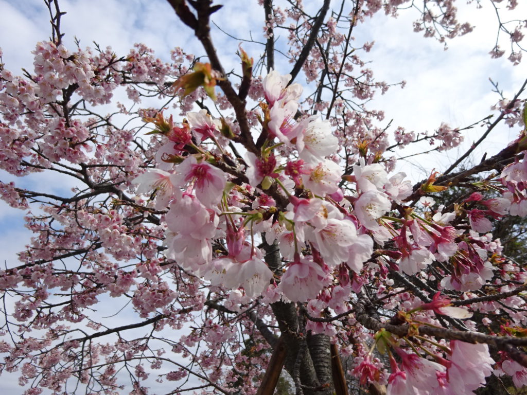 オオカンザクラ おでかけナビ 名古屋と愛知の公園であそぼう