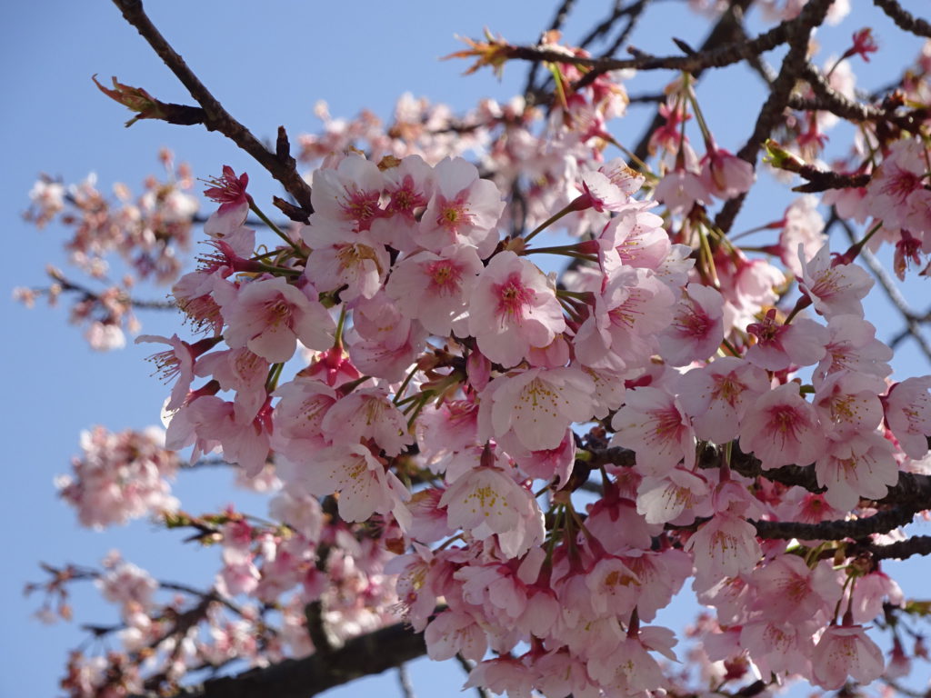 オオカンザクラ おでかけナビ 名古屋と愛知の公園であそぼう