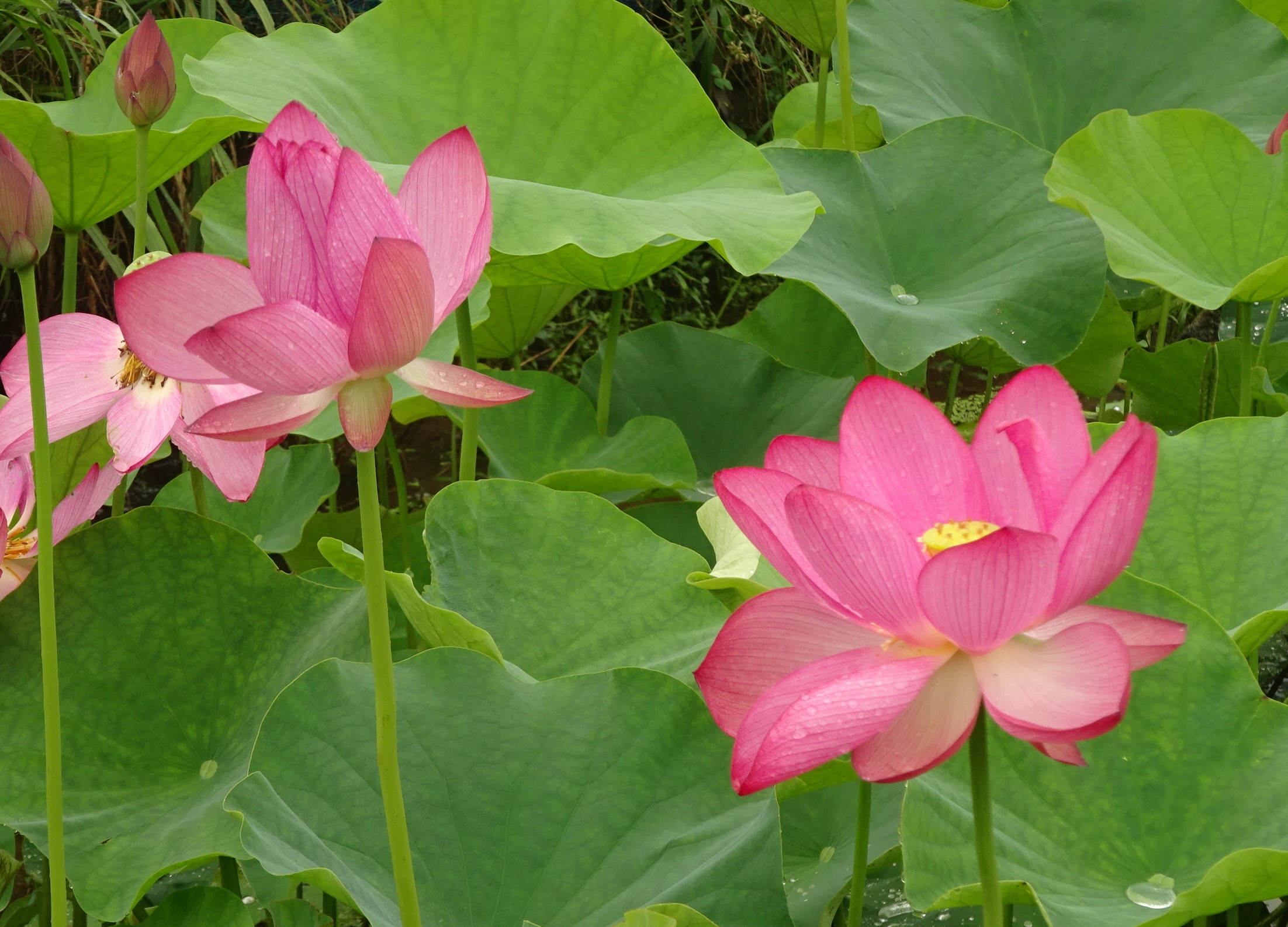 ハス おでかけナビ 名古屋と愛知の公園であそぼう