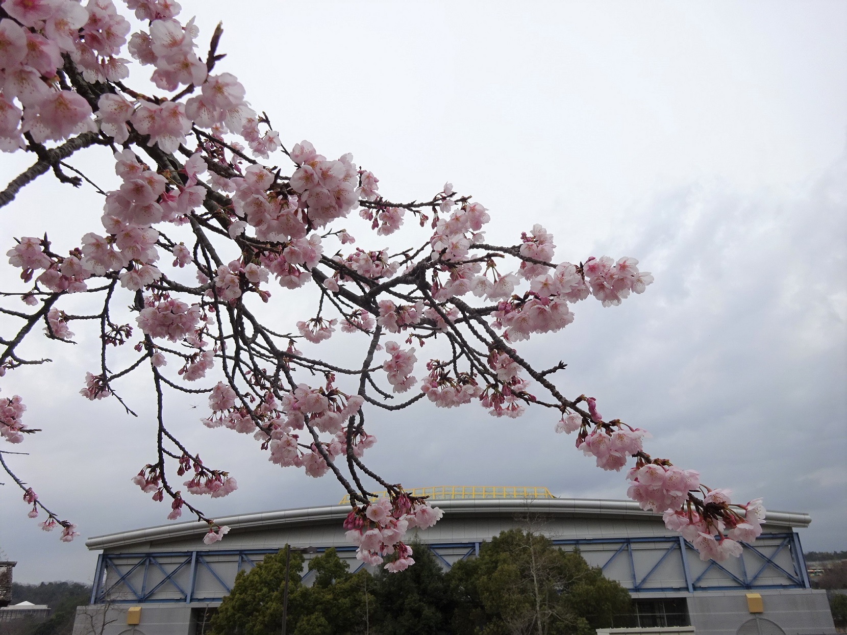 オオカンザクラ おでかけナビ 名古屋と愛知の公園であそぼう