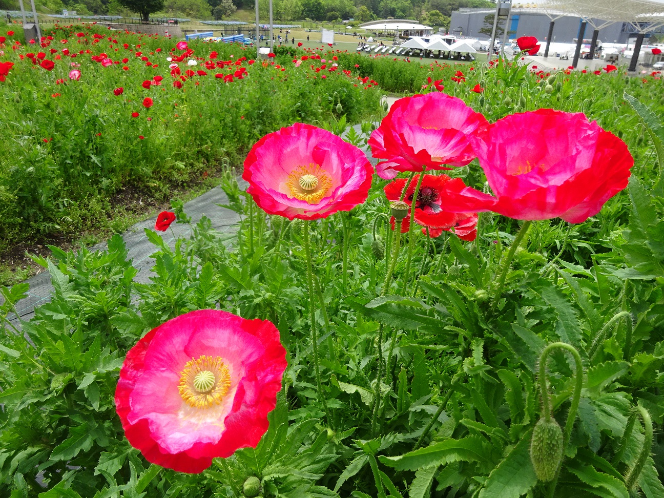 シャーレーポピー おでかけナビ 名古屋と愛知の公園であそぼう