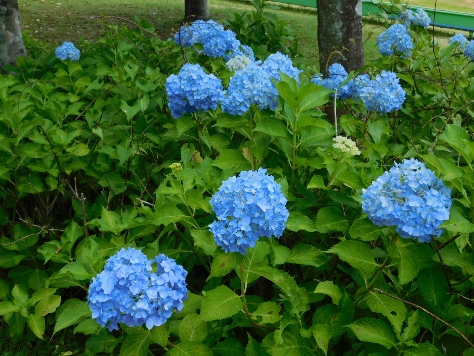 新城総合公園_あじさい