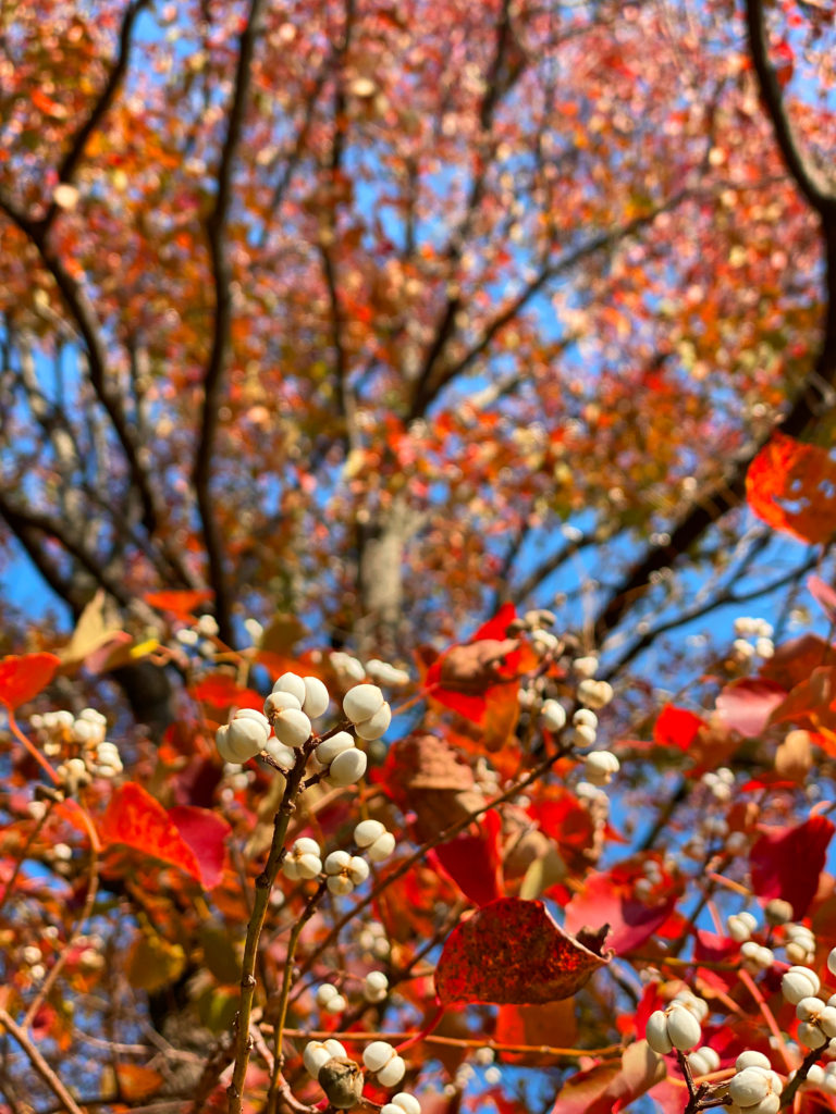 ナンキンハゼの紅葉が見頃です おでかけナビ 名古屋と愛知の公園であそぼう