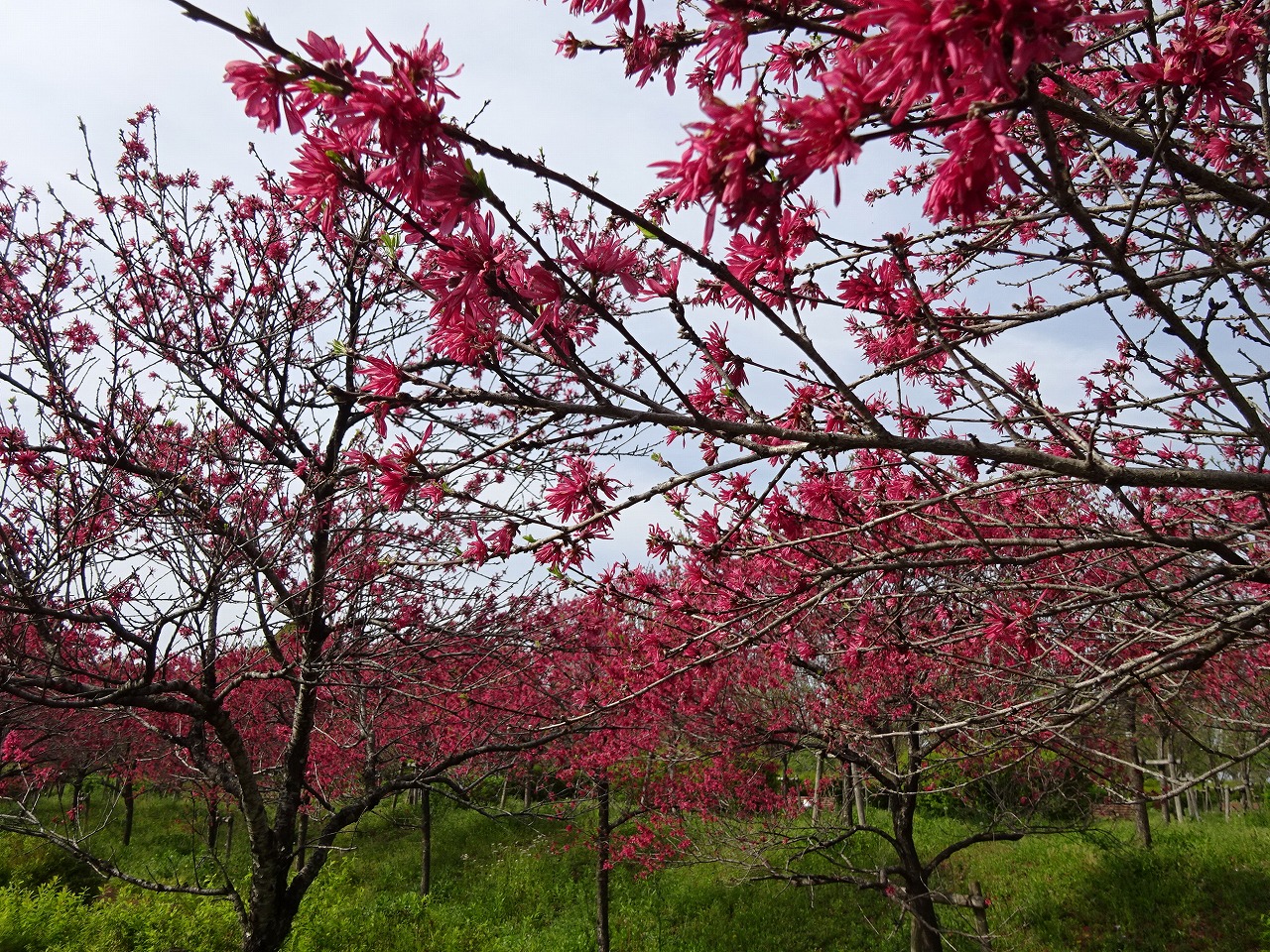 ハナモモ おでかけナビ 名古屋と愛知の公園であそぼう