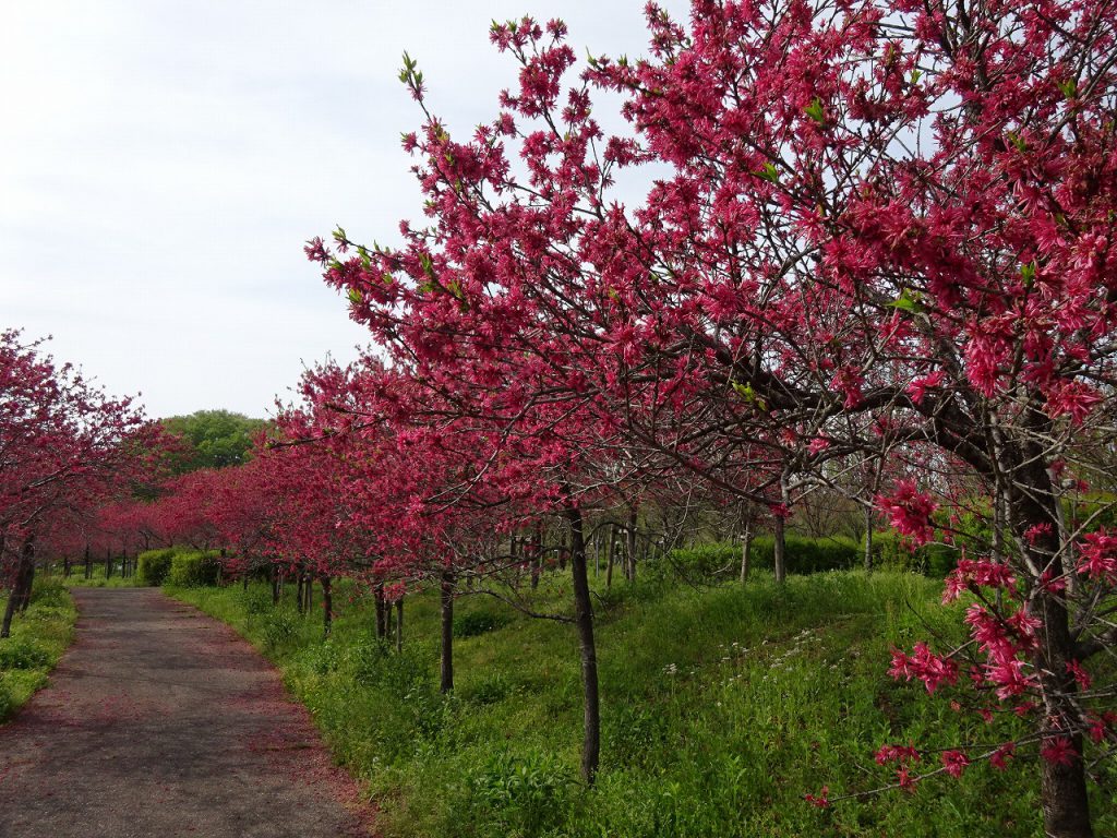 ハナモモ おでかけナビ 名古屋と愛知の公園であそぼう