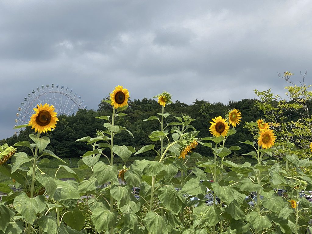 モリコロパークのひまわり