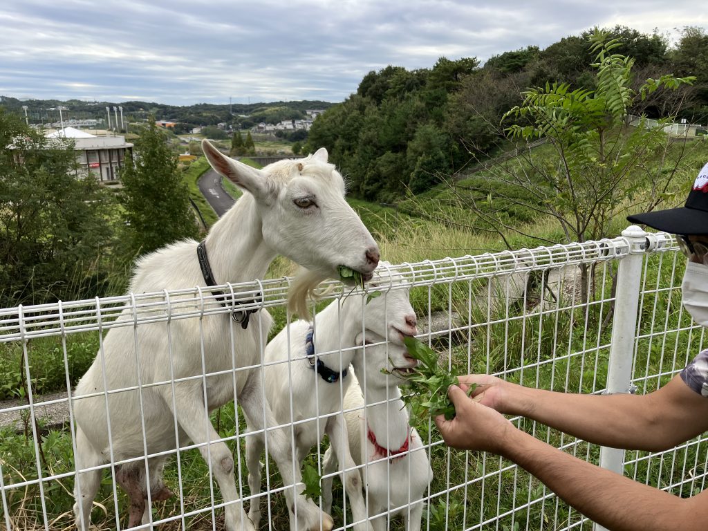 草刈ヤギさん