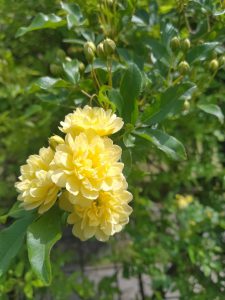 モッコウバラ - おでかけナビ・名古屋と愛知の公園であそぼう 
