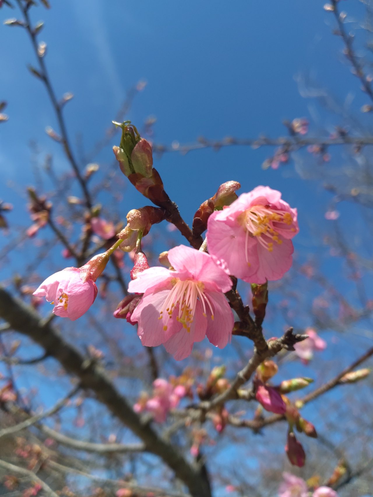 カワヅザクラ - おでかけナビ・名古屋と愛知の公園であそぼう 