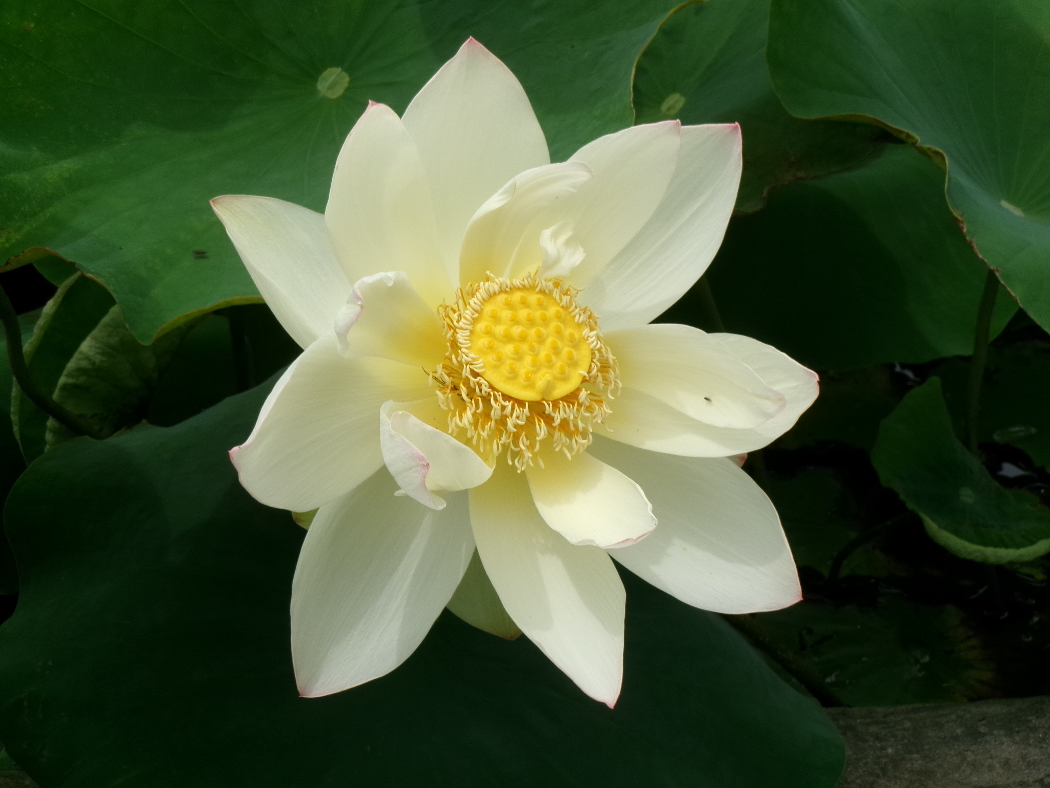 花托から果托へ - おでかけナビ・名古屋と愛知の公園であそぼう!おでかけナビ・名古屋と愛知の公園であそぼう!
