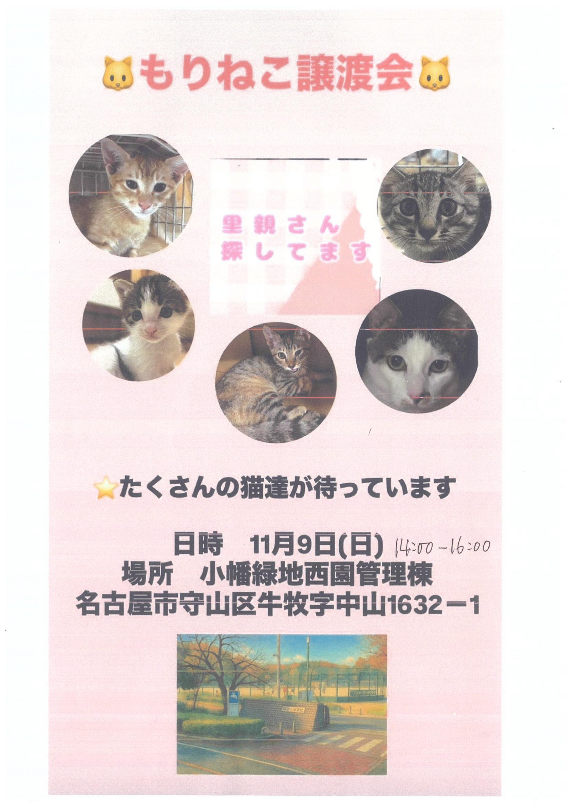 ひまわりのたねころうさん専用ページ Amazon.co.jp: ひまわり種子 品種