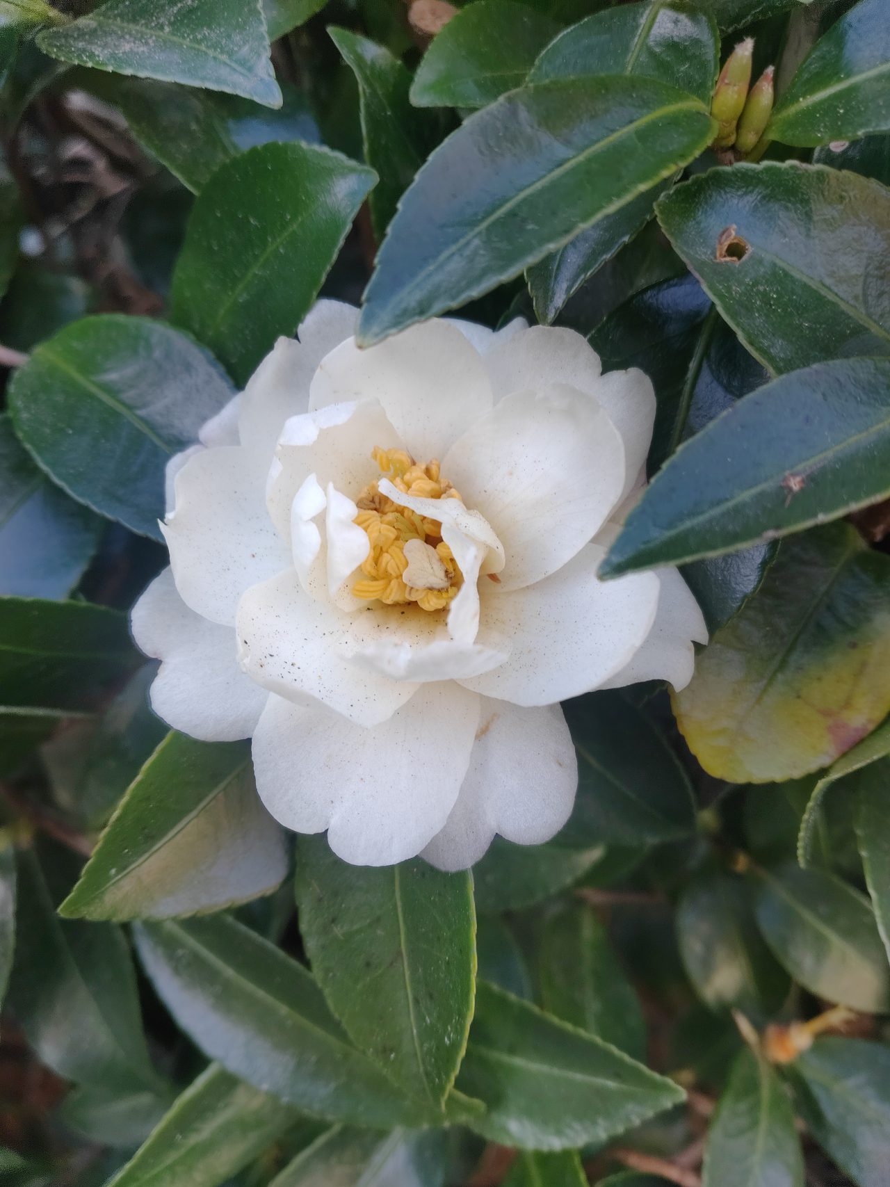 古墨「白椿」 ツバキ - おでかけナビ・名古屋と愛知の公園であそぼう！おでかけナビ